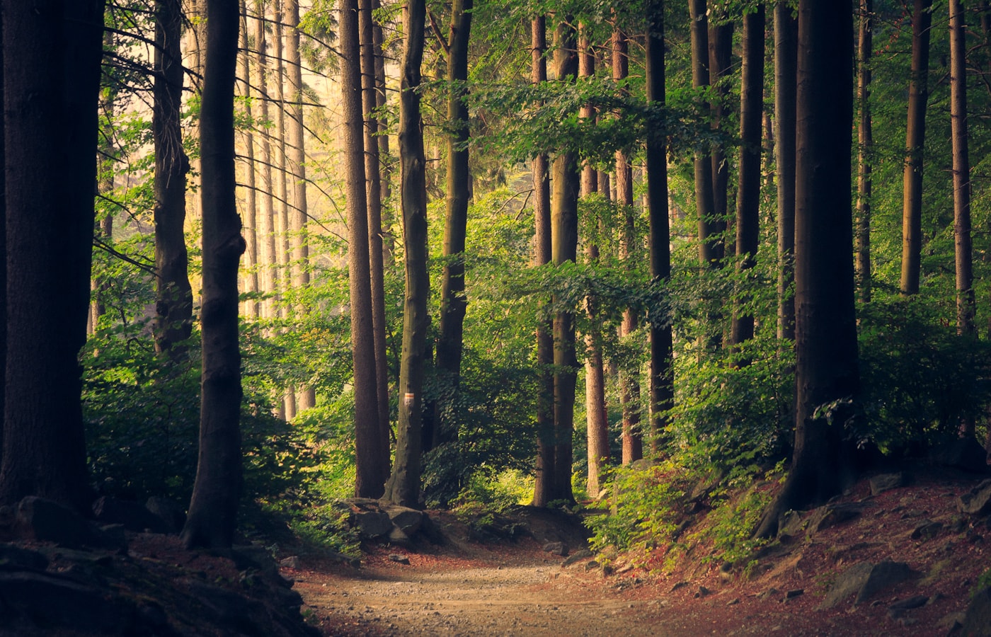 Forest track through UK woodland
