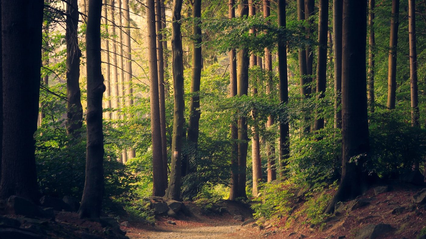 Forestry ATV Guide for UK Woodland Work