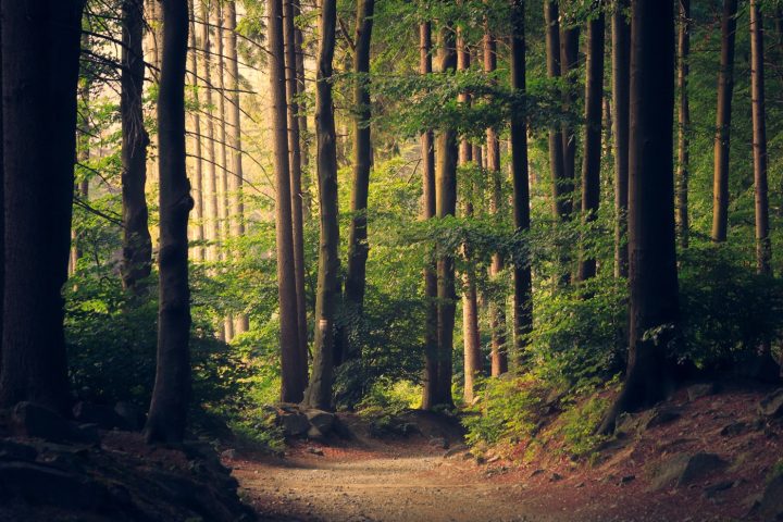 Forestry ATV Guide for UK Woodland Work